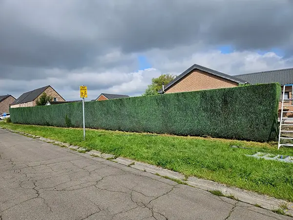 Jardin et ciel bleu dégagé